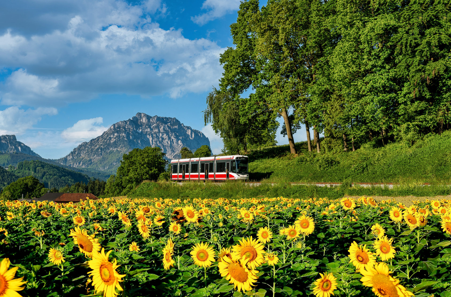 die Traunseetram in Kirchham, im Vordergrund ein Sonnenblumenfeld und im Hintergrund der Traunstein, rundherum alles grün