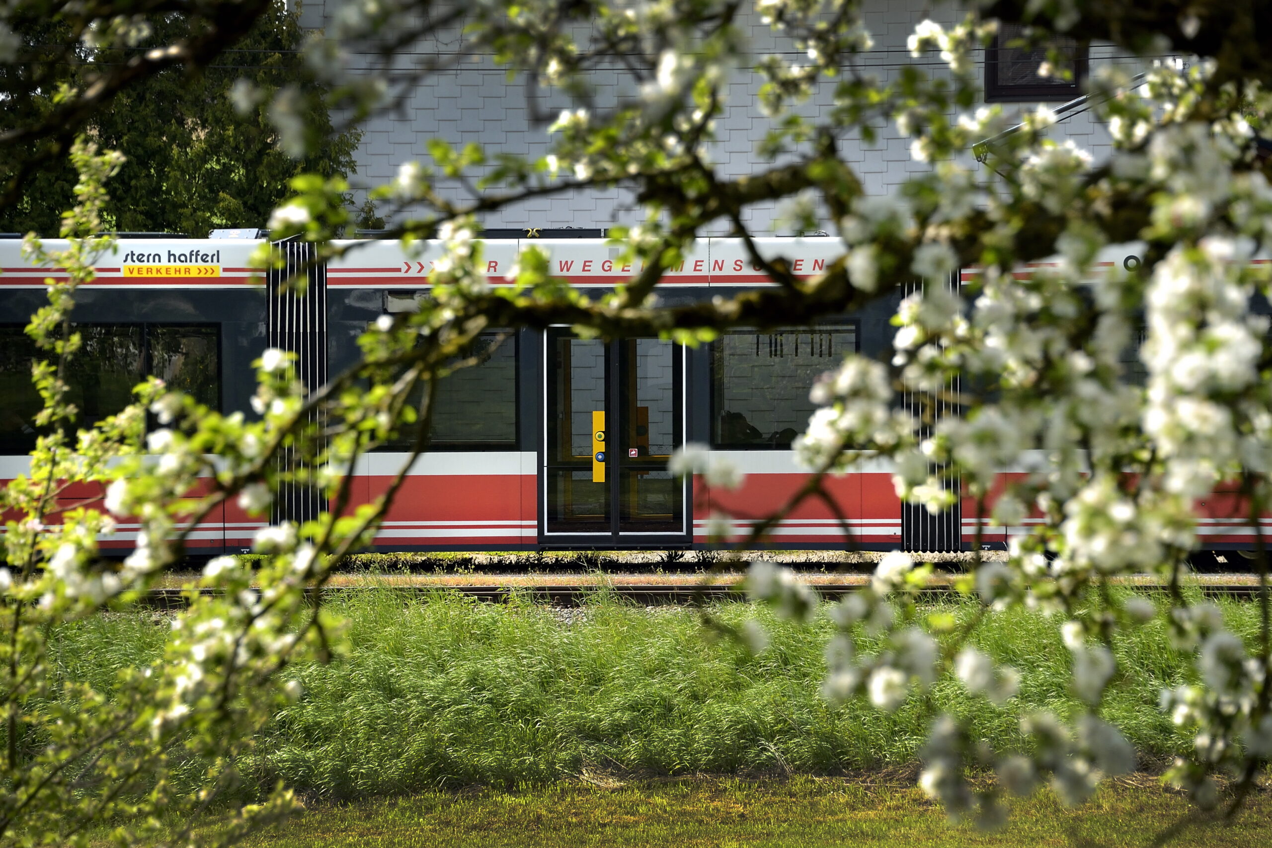 Detailansicht der Traunseetram, im Vordergrund blühende Bäume