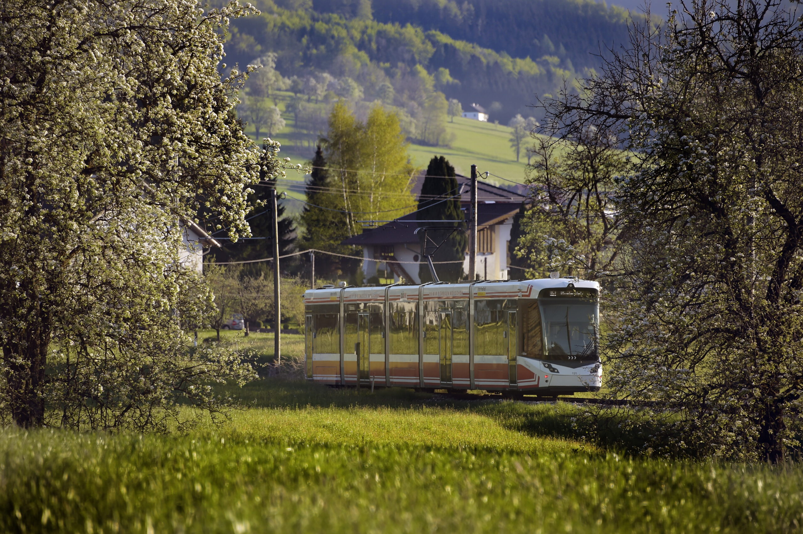 Traunseetram in Gschwandt zwischen 2 blühenden Bäumen