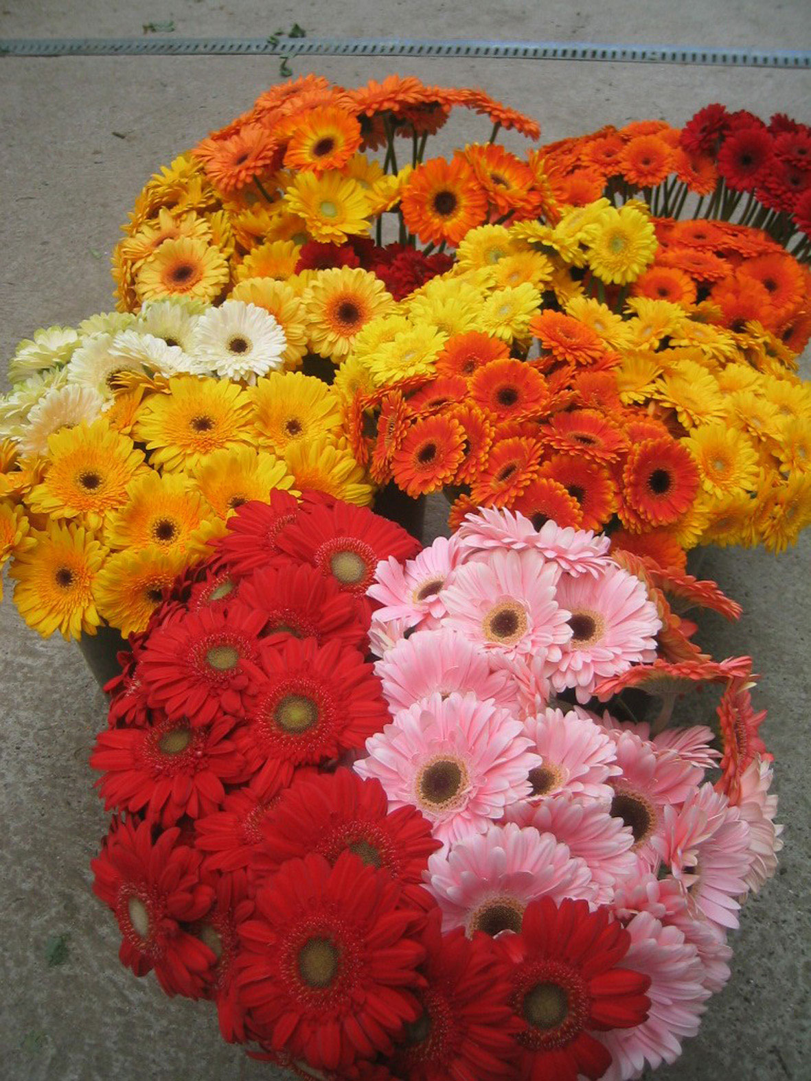 verschiedene Blumen der Gärtnerei Bergmoser